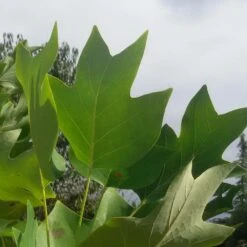 Tulipier De Virginie Tulipifera/pot De 25l - 175/200 Cm -Magasin De Graines De Plantes 6400987ca6fd14.80585266