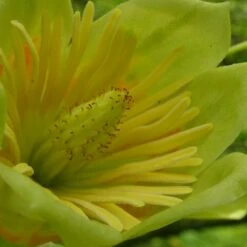 Tulipier De Virginie Tulipifera/pot De 25l - 175/200 Cm -Magasin De Graines De Plantes 6400987cb42711.62826386