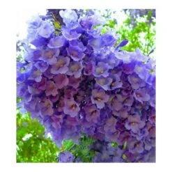 Jacaranda Mimosifolia (flamboyant Bleu) Bleu - Taille Pot De 3 Litres - 80/100 Cm