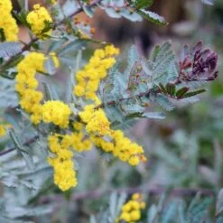 Acacia Baileyana 'purpurea' (acacia Pourpre De Bailey) Jaune - Taille Pot De 3 Litres - 80/100 Cm -Magasin De Graines De Plantes 64038b61d87853.66386408