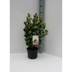 Acca Sellowiana (feijoa Ou Goyave Ananas) Rouge - Taille Pot De 9 Litres - 80/100 Cm -Magasin De Graines De Plantes 64038b6a3b0d12.82589094