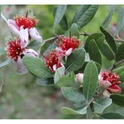 Acca Sellowiana (feijoa Ou Goyave Ananas) Rouge - Taille Pot De 9 Litres - 80/100 Cm -Magasin De Graines De Plantes 64038b6a41aaf7.90782527
