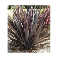 Phormium Tenax Var. Purpurea (lin De Nouvelle-zélande) Taille Pot De 6 Litres - 80/100 Cm - Jaune Et Rouge -Magasin De Graines De Plantes 64038b7e56af09.73371287