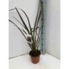 Phormium Tenax Var. Purpurea (lin De Nouvelle-zélande) Taille Pot De 6 Litres - 80/100 Cm - Jaune Et Rouge