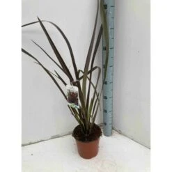 Phormium Tenax Var. Purpurea (lin De Nouvelle-zélande) Taille Pot De 6 Litres - 80/100 Cm - Jaune Et Rouge