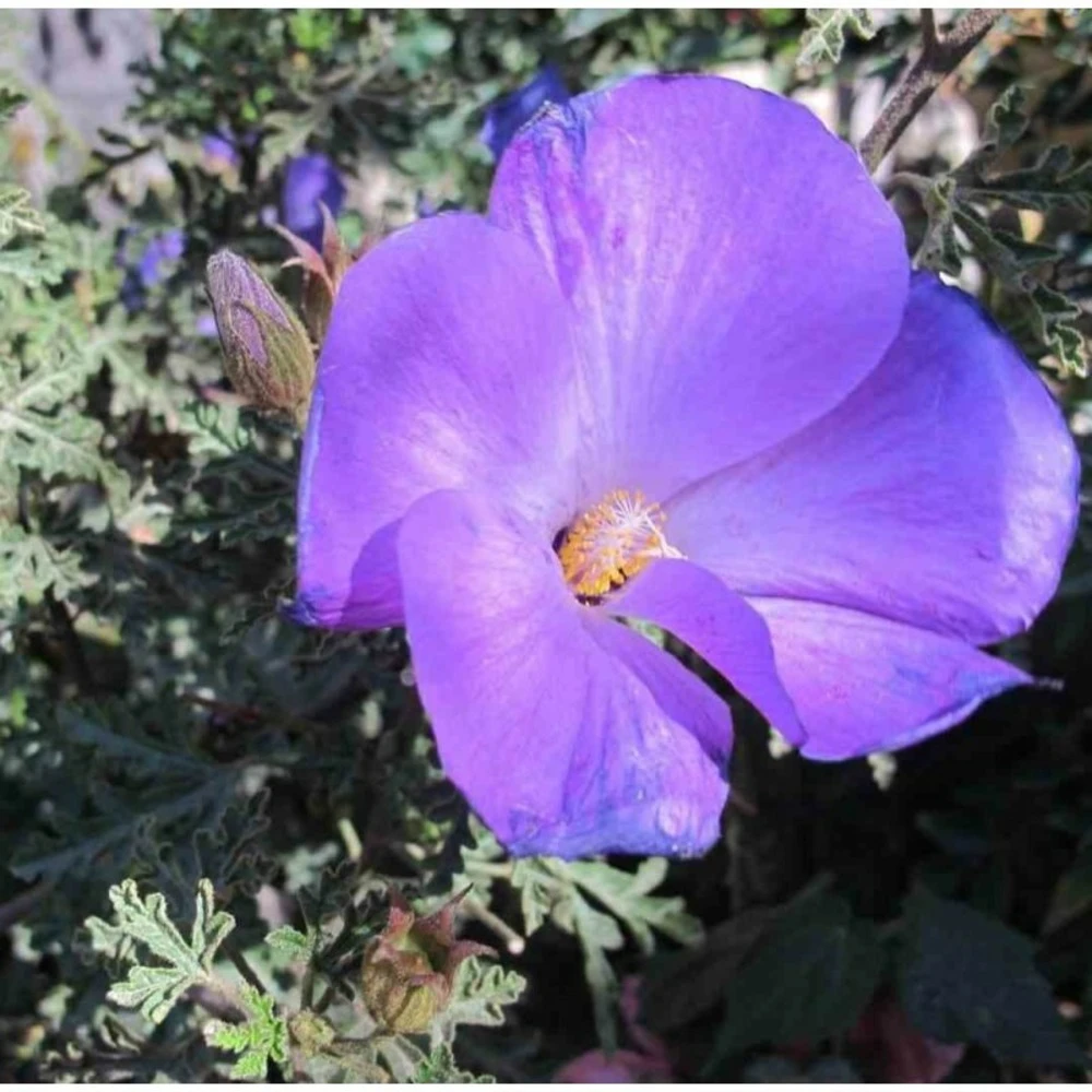 Alyogine Huegelii Var. Santa Cruz Bleu - Taille Pot De 2 Litres - 50/70 Cm 1 Alyogine Huegelii Var. Santa Cruz Bleu - Taille Pot De 2 Litres - 50/70 Cm