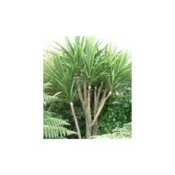 Cordyline Australis Blanc - Taille Pot De 7 Litres ? 100/120 Cm -Magasin De Graines De Plantes 64038b92a6b338.42905672