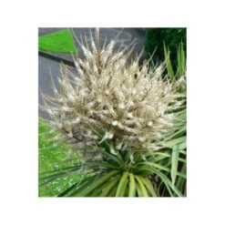 Cordyline Australis Blanc - Taille Pot De 7 Litres ? 100/120 Cm -Magasin De Graines De Plantes 64038b92aa5d03.85365478