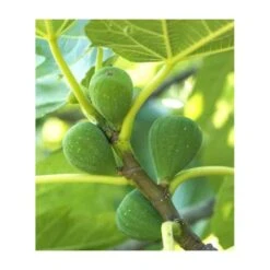 Ficus Carica (figuier) Blanc - Taille Pot De 5 Litres ? 80/100 Cm -Magasin De Graines De Plantes 64038b954fb694.54877303