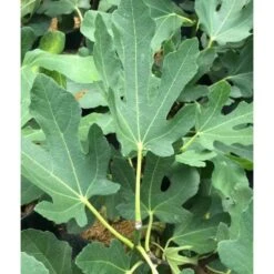 Ficus Carica (figuier) Blanc - Taille Pot De 5 Litres ? 80/100 Cm -Magasin De Graines De Plantes 64038b955ffd22.54349580