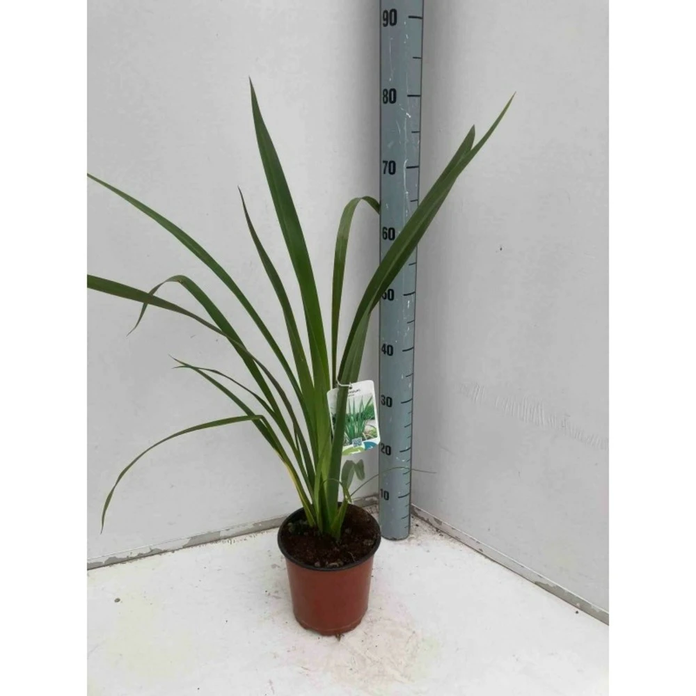 Phormium Tenax (lin De Nouvelle-zélande) Taille Pot De 6 Litres - 80/100 Cm - Jaune Et Rouge 1 Phormium Tenax (lin De Nouvelle-zélande) Taille Pot De 6 Litres - 80/100 Cm - Jaune Et Rouge