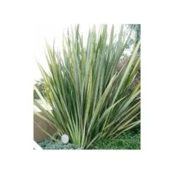 Phormium Tenax (lin De Nouvelle-zélande) Taille Pot De 6 Litres - 80/100 Cm - Jaune Et Rouge 7 Phormium Tenax (lin De Nouvelle-zélande) Taille Pot De 6 Litres - 80/100 Cm - Jaune Et Rouge -Magasin De Graines De Plantes 64038b99176297.65900660
