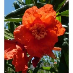 Punica Granatum (grenadier à Fruits) Taille Pot De 2 Litres ? 40/60 Cm - Rouge -Magasin De Graines De Plantes 64038b9e603295.34672499