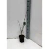 Asimina Triloba (paw Paw) Violet - Taille Pot De 3 Litres ? 60/80 Cm