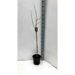 Asimina Triloba (paw Paw) Violet - Taille Pot De 3 Litres ? 60/80 Cm 6 Asimina Triloba (paw Paw) Violet - Taille Pot De 3 Litres ? 60/80 Cm -Magasin De Graines De Plantes 64038b9fb3ae60.80856107