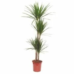 Dracaena Marginata 'green' (dragonnier) Taille Pot De 80l - Total 175/200cm -Magasin De Graines De Plantes 64038ba5f07843.08583945