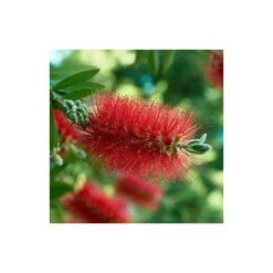Callistemon Laevis Rouge - Taille Pot De 2 Litres - 60/80 Cm -Magasin De Graines De Plantes 64038bac7da2a5.13759844