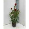 Callistemon Laevis Rouge - Taille Pot De 2 Litres - 60/80 Cm