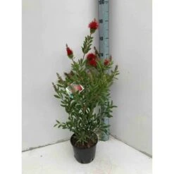 Callistemon Laevis Rouge - Taille Pot De 2 Litres - 60/80 Cm
