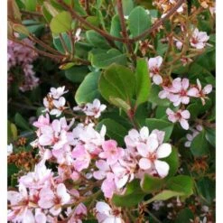 Rhaphiolepis Indica Taille Pot De 2 Litres ? 20/30 Cm - Rose -Magasin De Graines De Plantes 64038baf4762c1.44792849