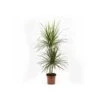 Dracaena Marginata 'green' (dragonnier) Taille Pot De 3 Litres - 50/60 Cm