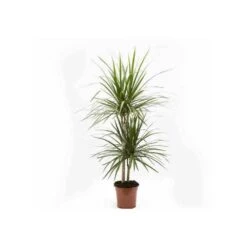 Dracaena Marginata 'green' (dragonnier) Taille Pot De 3 Litres - 50/60 Cm