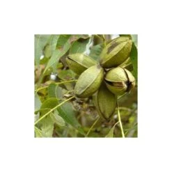 Carya Illinoinensis Adulte (noix De Pecan, Pacanier) Vert - Taille Pot De 25l - 160/180cm 6 Carya Illinoinensis Adulte (noix De Pecan, Pacanier) Vert - Taille Pot De 25l - 160/180cm -Magasin De Graines De Plantes 64038bc1ed1d10.59943051