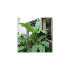 Collection De 3 Bananiers Rustiques -Magasin De Graines De Plantes 64038bc36312f5.34877804