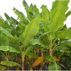 Collection De 3 Bananiers Rustiques -Magasin De Graines De Plantes 64038bc36bab06.48656338