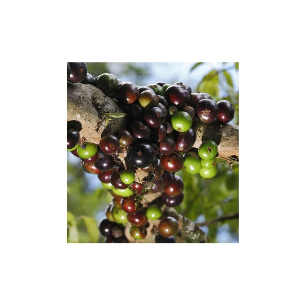 Myrciaria Cauliflora (jaboticaba, Guapuru, Vigne Brésilienne) Blanc - Taille Pot De 3 Litres - 50/60 Cm 2 Myrciaria Cauliflora (jaboticaba, Guapuru, Vigne Brésilienne) Blanc - Taille Pot De 3 Litres - 50/60 Cm – Image 2