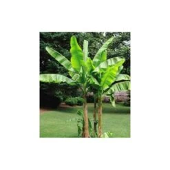 Musa Basjoo Sakhalin (bananier Rustique) Jaune - Taille Pot De 2 Litres ? 30/40 Cm -Magasin De Graines De Plantes 64038bcacbdcd8.57184634