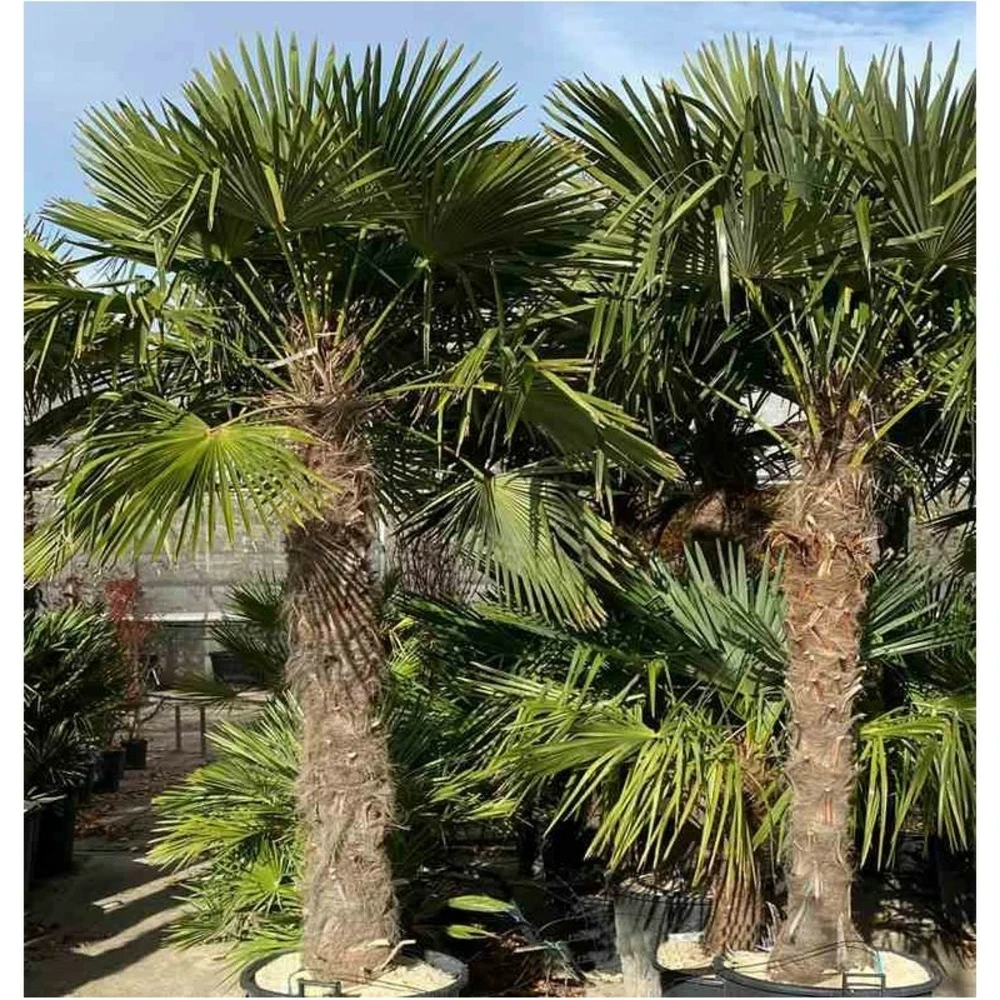 Trachycarpus Fortunei (palmier Chanvre, Palmier Moulin à Vent) 50l Stipe 120/140cm Total 200/250cm 2 Trachycarpus Fortunei (palmier Chanvre, Palmier Moulin à Vent) 50l Stipe 120/140cm Total 200/250cm – Image 2