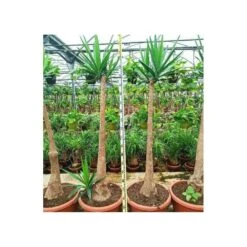 Yucca Elephantipes (yucca Pied D'éléphant) Blanc - Taille Pot De 20 Litres - 110/130 Cm -Magasin De Graines De Plantes 64038bdc4df8d7.09101794