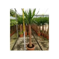 Yucca Elephantipes (yucca Pied D'éléphant) Blanc - Taille Pot De 20 Litres - 110/130 Cm -Magasin De Graines De Plantes 64038bdc5c90c2.60205893