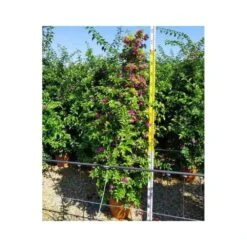 Bougainvillea Vera (bougainvillier Très Florifère) Taille Pot De 3.5l - 80/100cm -Magasin De Graines De Plantes 64038c19062340.12754263