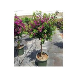 Bougainvillea Vera (bougainvillier Très Florifère) Taille Pot De 3.5l - 80/100cm -Magasin De Graines De Plantes 64038c190f47a0.95204682