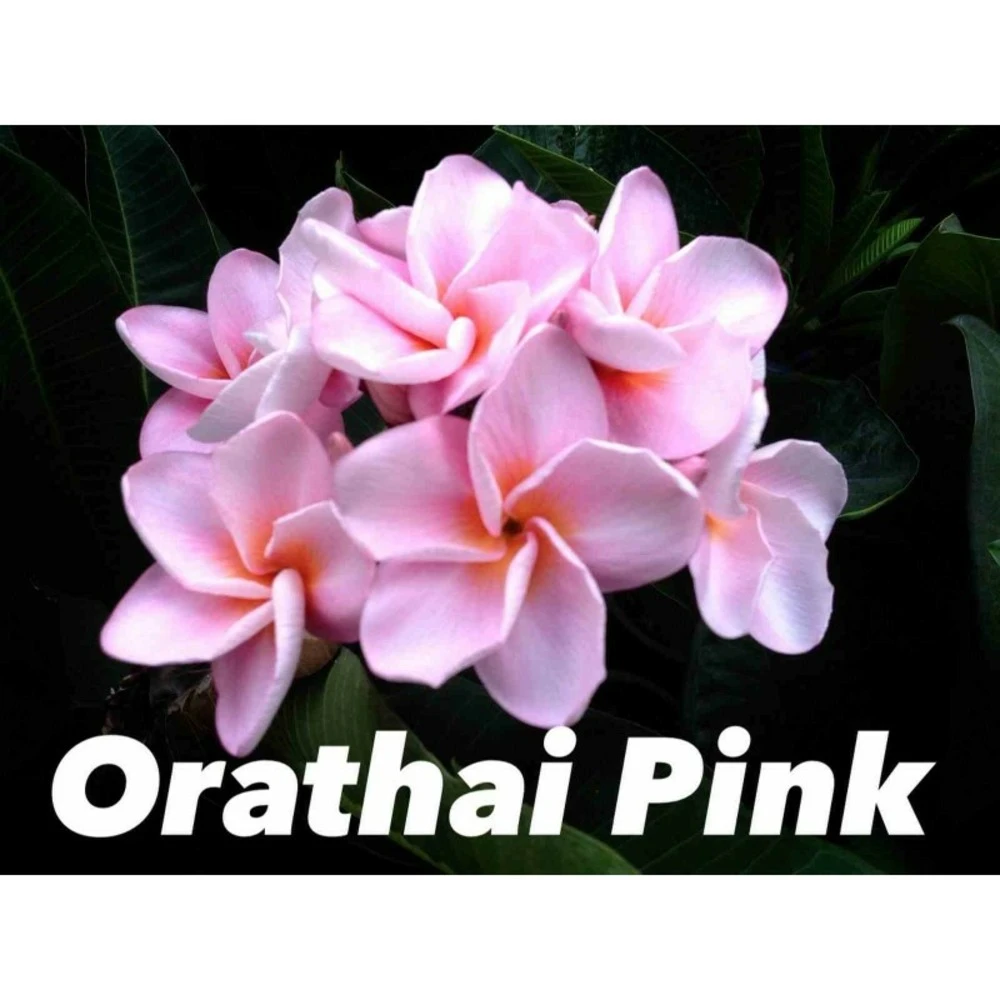 Plumeria Rubra "orathai Pink" (frangipanier) Rose - Taille Pot De 2 Litres ? 20/30 Cm 1 Plumeria Rubra "orathai Pink" (frangipanier) Rose - Taille Pot De 2 Litres ? 20/30 Cm
