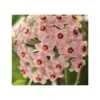 Hoya Carnosa (fleurs Rose) (fleur De Porcelaine, Fleur De Cire) - Taille Pot De 2 Litres - 20/40 Cm