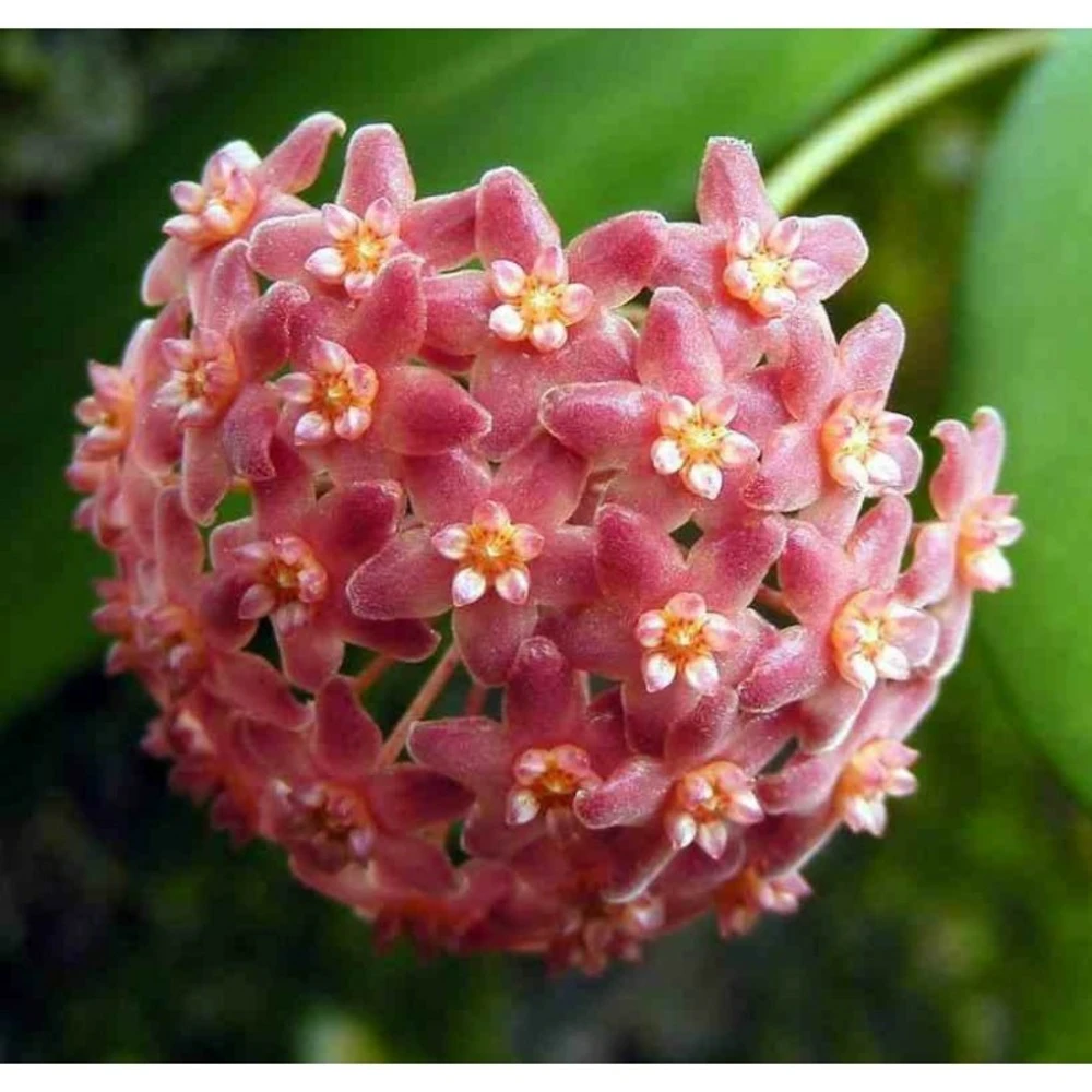 Hoya Camphorifolia (fleur De Porcelaine, Fleur De Cire) Rose - Taille Pot De 2 Litres - 20/40 Cm 1 Hoya Camphorifolia (fleur De Porcelaine, Fleur De Cire) Rose - Taille Pot De 2 Litres - 20/40 Cm