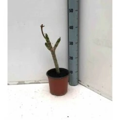 Plumeria Rubra Rose (frangipanier) Taille Pot De 3 Litres ? 40/60 Cm - Rose