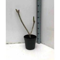 Plumeria Rubra Rose (frangipanier) Taille Pot De 3 Litres ? 40/60 Cm - Rose 5 Plumeria Rubra Rose (frangipanier) Taille Pot De 3 Litres ? 40/60 Cm - Rose -Magasin De Graines De Plantes 640391d895a591.41393124