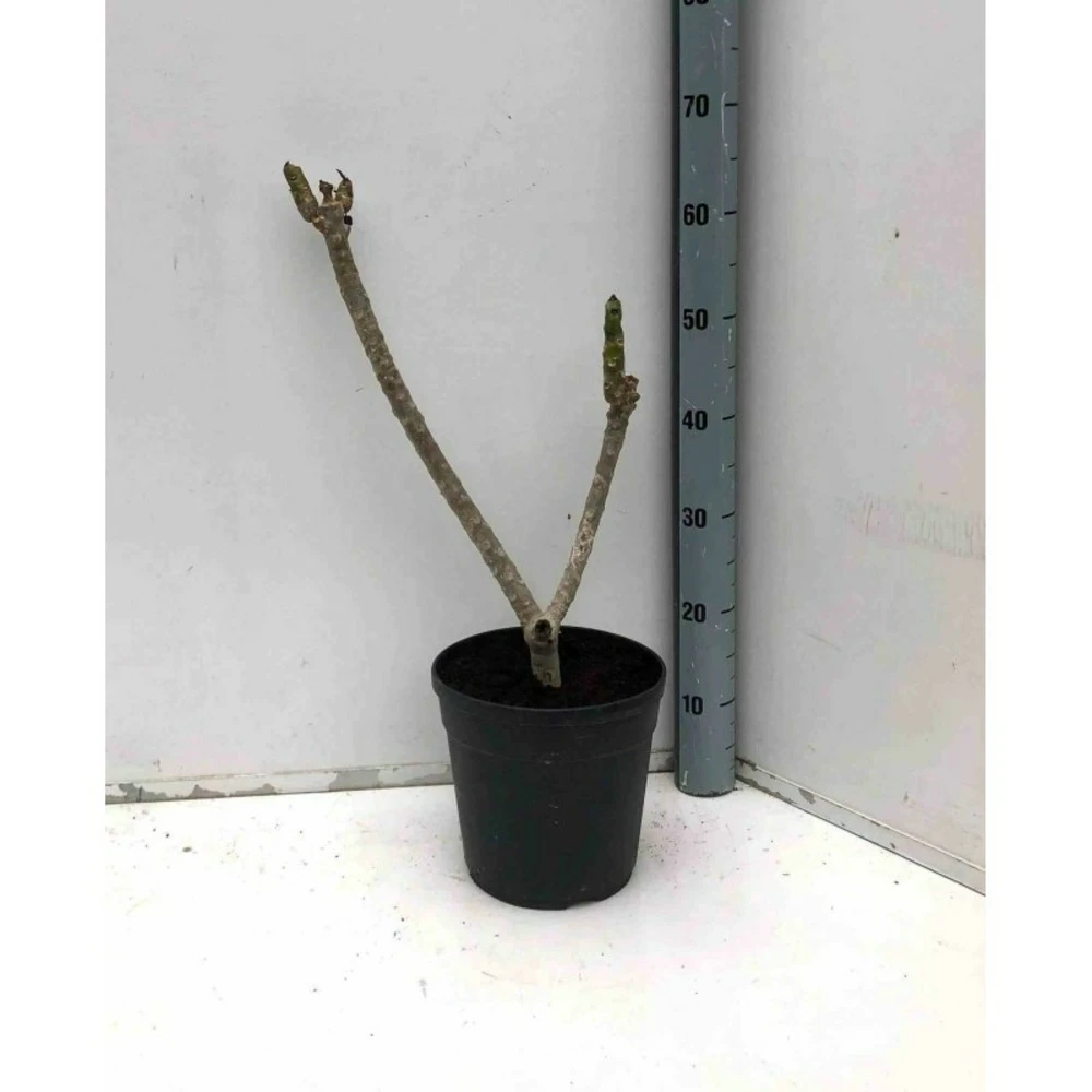 Plumeria Rubra Rose (frangipanier) Taille Pot De 3 Litres ? 40/60 Cm - Rose 3 Plumeria Rubra Rose (frangipanier) Taille Pot De 3 Litres ? 40/60 Cm - Rose – Image 3