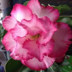 Adenium Obesum Cv.leera Pink Rose - Taille Caudex D'environ 150g 5 Adenium Obesum Cv.leera Pink Rose - Taille Caudex D'environ 150g -Magasin De Graines De Plantes 640391e0bce8c1.46000702