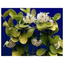 Hoya Australis (fleur De Porcelaine, Fleur De Cire) Taille Pot De 2 Litres - 20/40 Cm - Blanc Et Rose -Magasin De Graines De Plantes 640391e20bd725.31336621