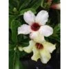 Adenium Obesum Cv.summer Snow Jaune - Taille Caudex D'environ 2000g 25/30cm Très Gros Caudex