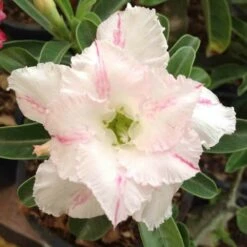 Adenium Obesum Cv. White Rabbit Blanc Et Rose - Taille Caudex D'environ 2000g 25/30cm Très Gros Caudex