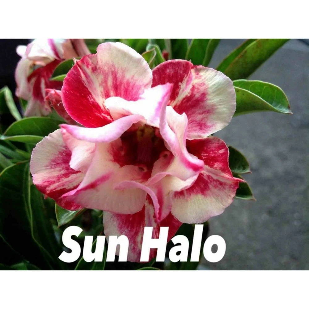 Adenium Obesum Cv.sun Hallo Jaune Et Rouge - Taille Caudex D'environ 300g 20/25cm 1 Adenium Obesum Cv.sun Hallo Jaune Et Rouge - Taille Caudex D'environ 300g 20/25cm