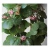 Hoya Obovata (fleur De Porcelaine, Fleur De Cire) Taille Pot De 2 Litres - 20/40 Cm - Blanc Et Rose
