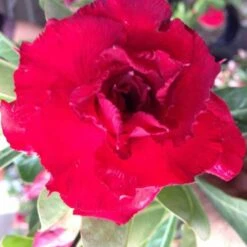 Adenium Obesum Cv. Vietnam Red Rouge - Taille Caudex D'environ 150g 5 Adenium Obesum Cv. Vietnam Red Rouge - Taille Caudex D'environ 150g -Magasin De Graines De Plantes 640391fee9f673.79062326