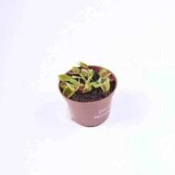 Dionaea Muscipula (dionée, Attrape-mouches De Vénus) Taille Pot De 0.7 Litre